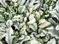 Blue flowers above green and white variegated foliage